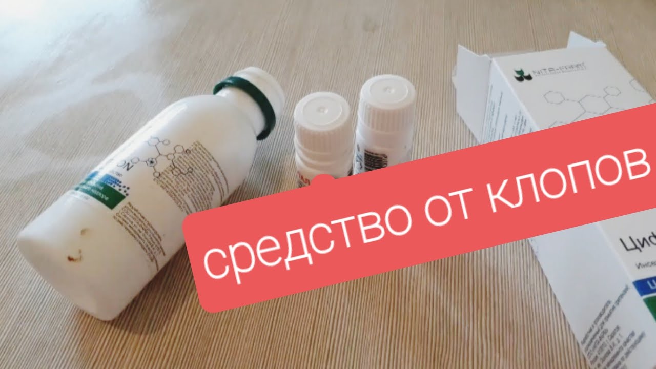 Избавляемся от клопов в домашних условиях - эффективные способы и отзывы